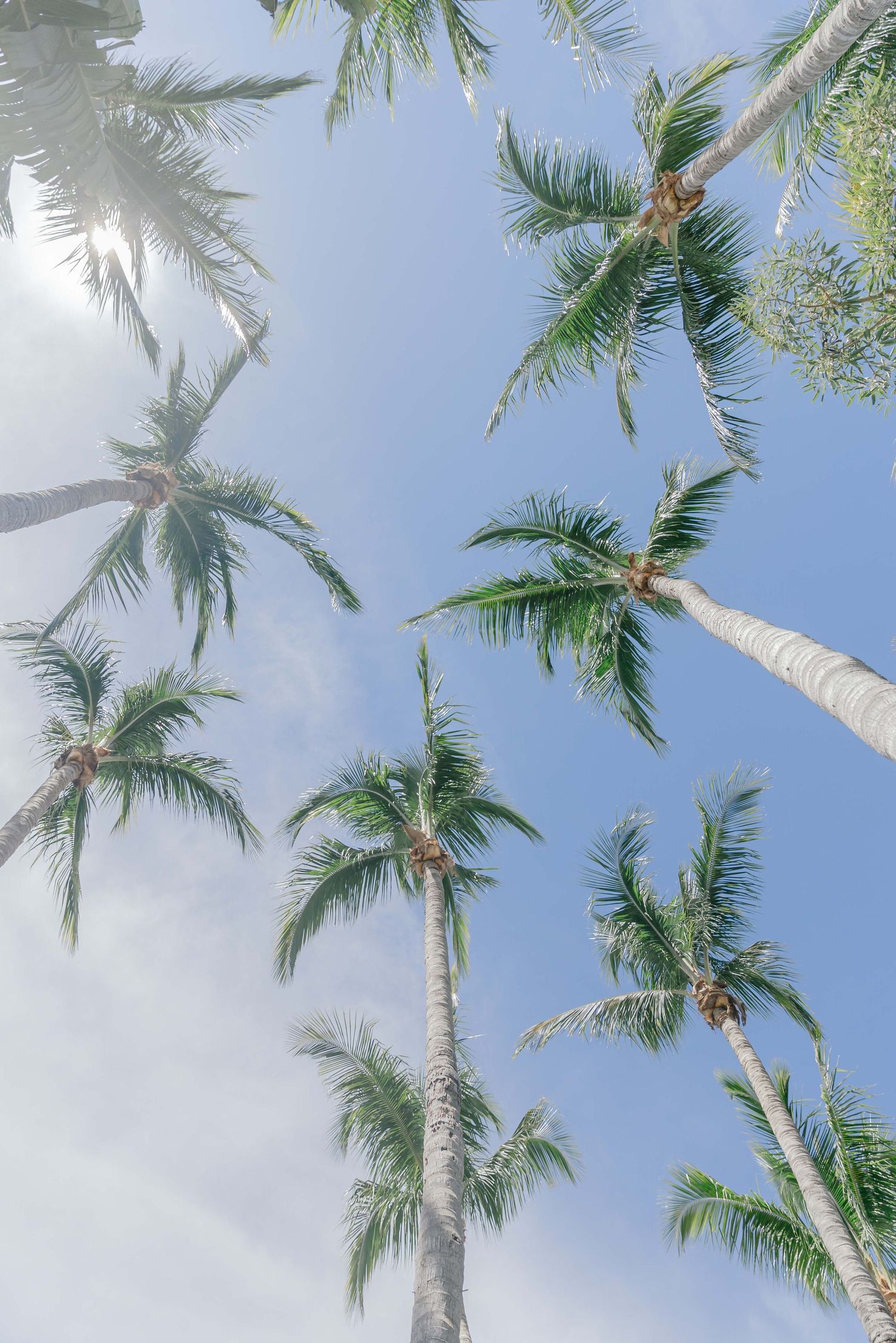 Tall palm trees photographed from below against a bright blue sky on a sunny tropical day.