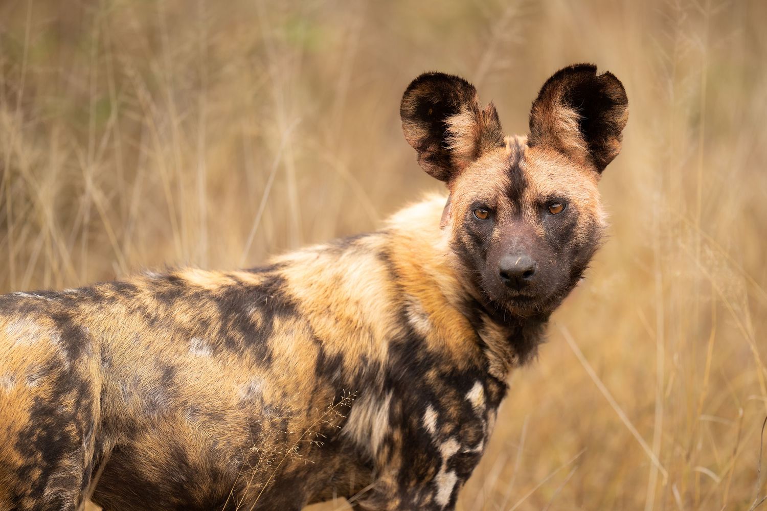 African wild dog with mottled coat alert in tall golden grass.