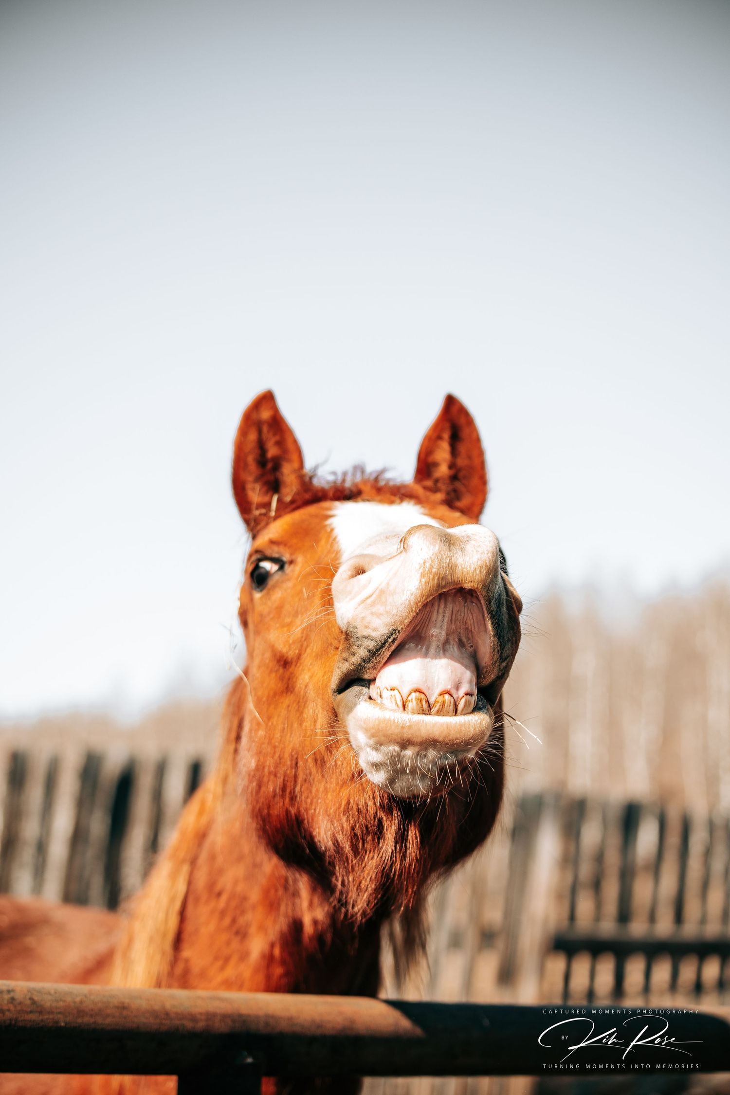 Funny and Majestic horse standing in Northern BC's vast landscape, captured by Captured Moments Photography.