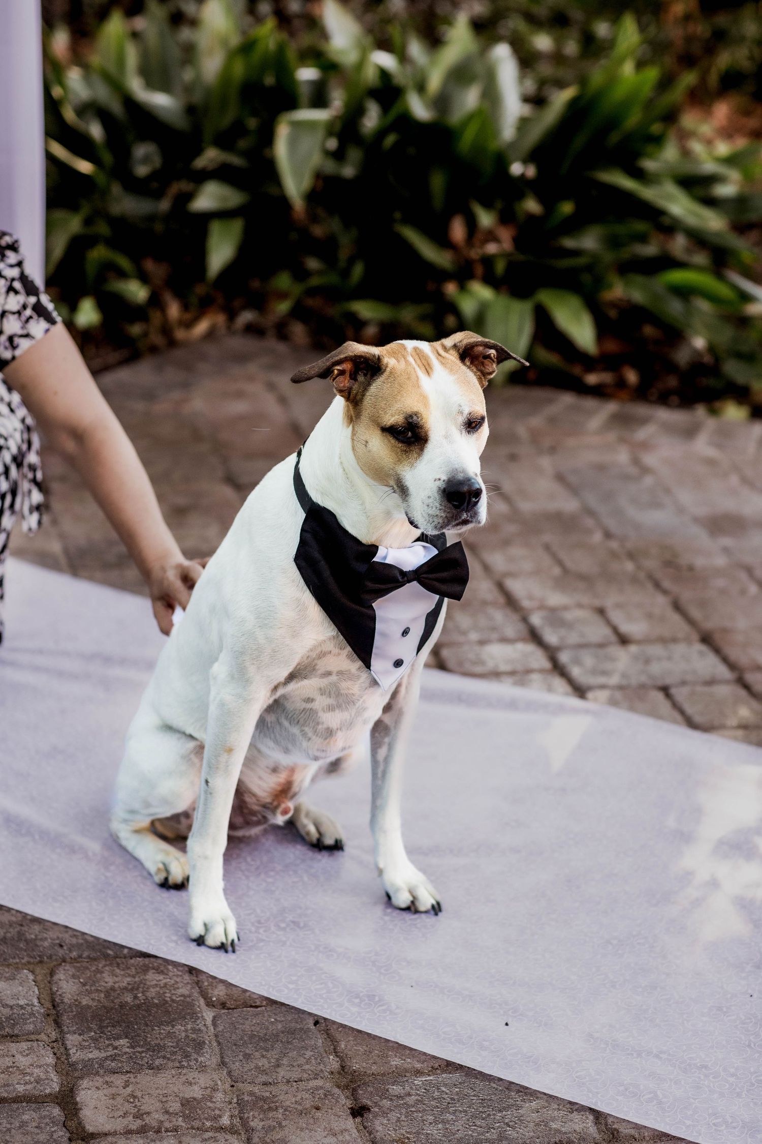 White and brown dog wearing a black bow tie tuxedo collar sits on a light-colored rug on brick pavers during an event.