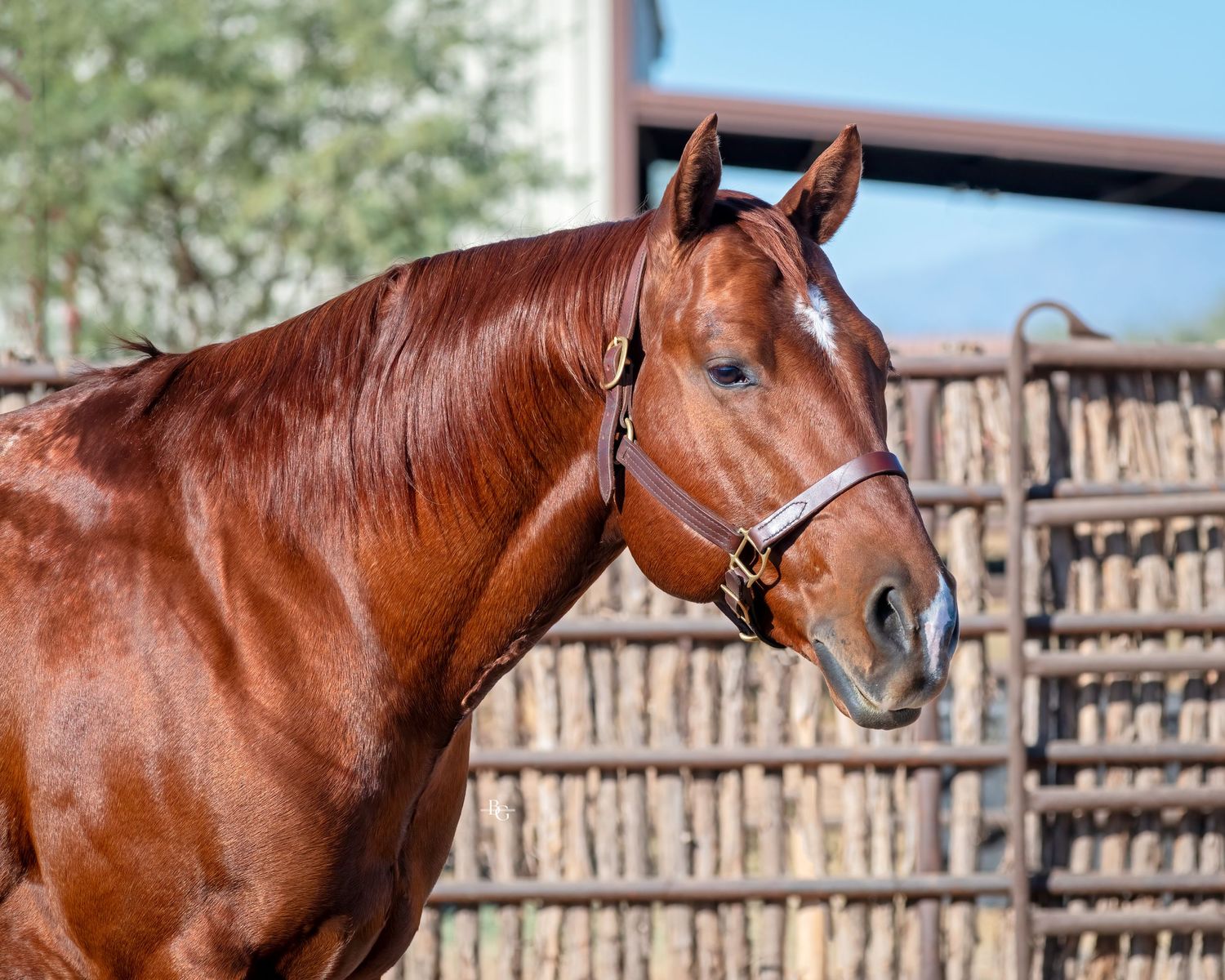 A stunning bay horse with bridle stands against a wooden fence in profile view.