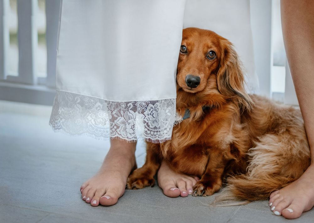 Dreamlife Wedding Photography Sydney photographs a beautiful wedding at Orso Bayside in NSW, Australia