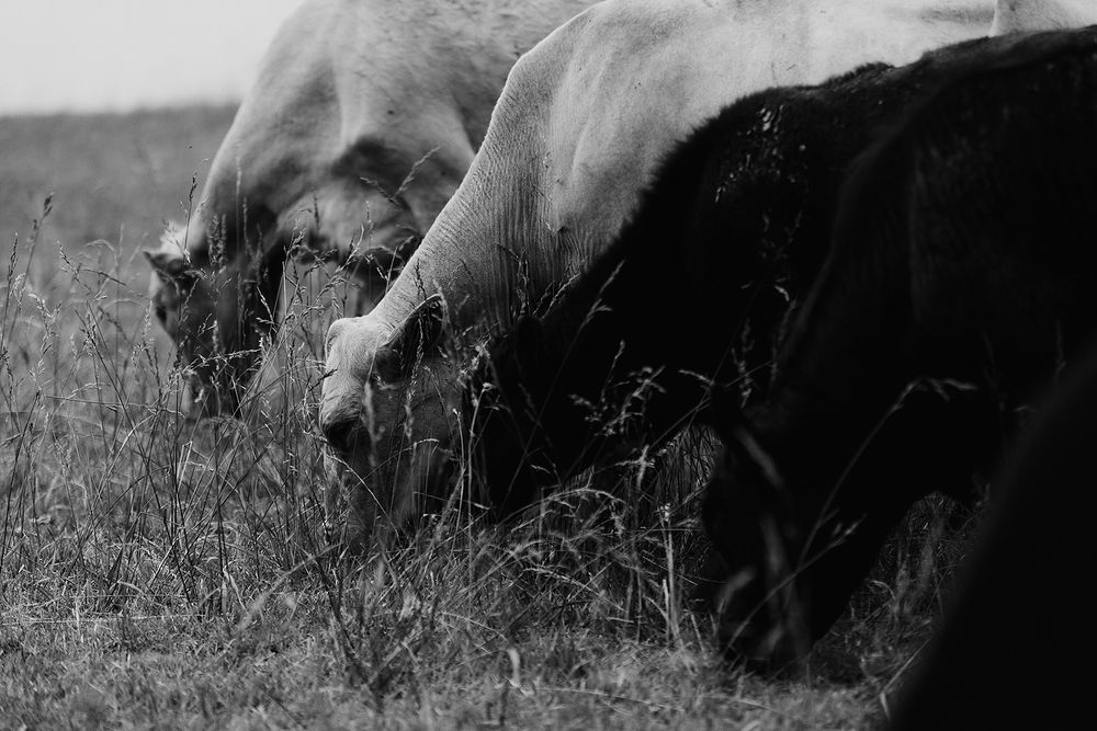 Black and white photo of horses grazing in a field, showing their bodies close up against tall grass.