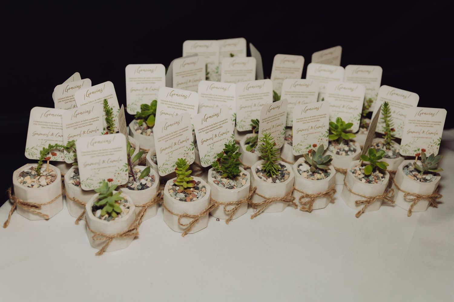 Rows of small succulent plants in white pots with twine and handwritten tags arranged as wedding favor displays.