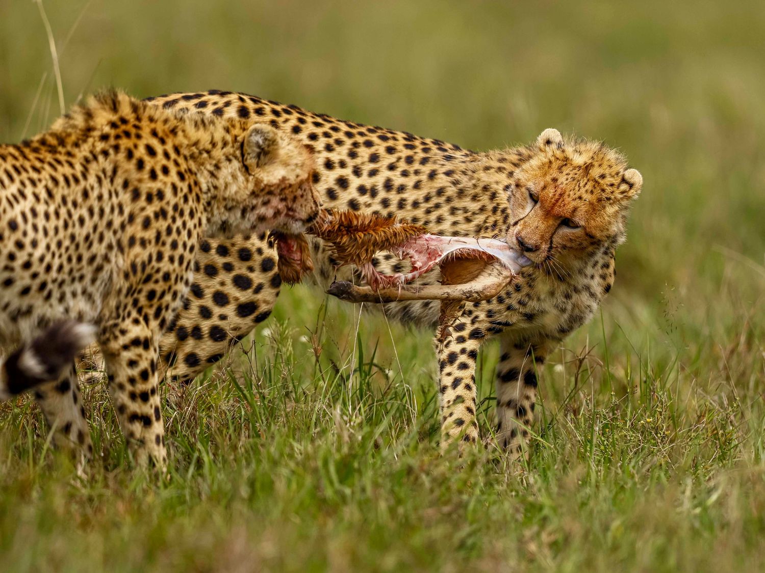 cheetahs