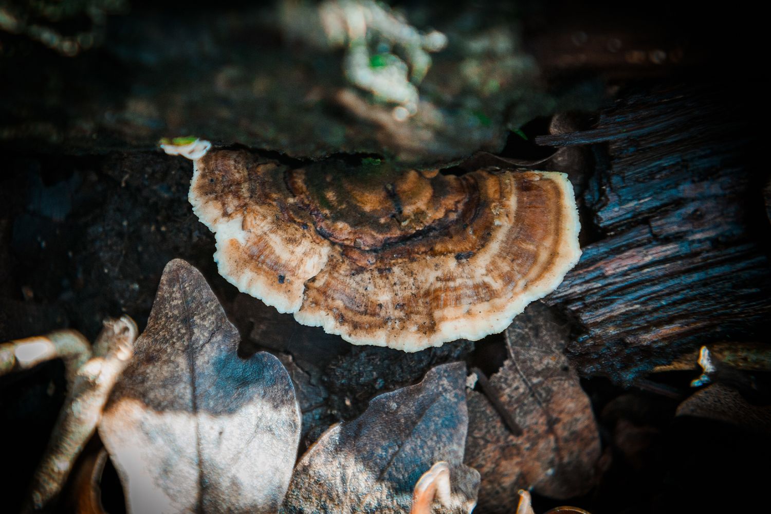 Close-up of a turkey tail fungus growing on a dark, mossy log surrounded by fallen leaves in a forest.