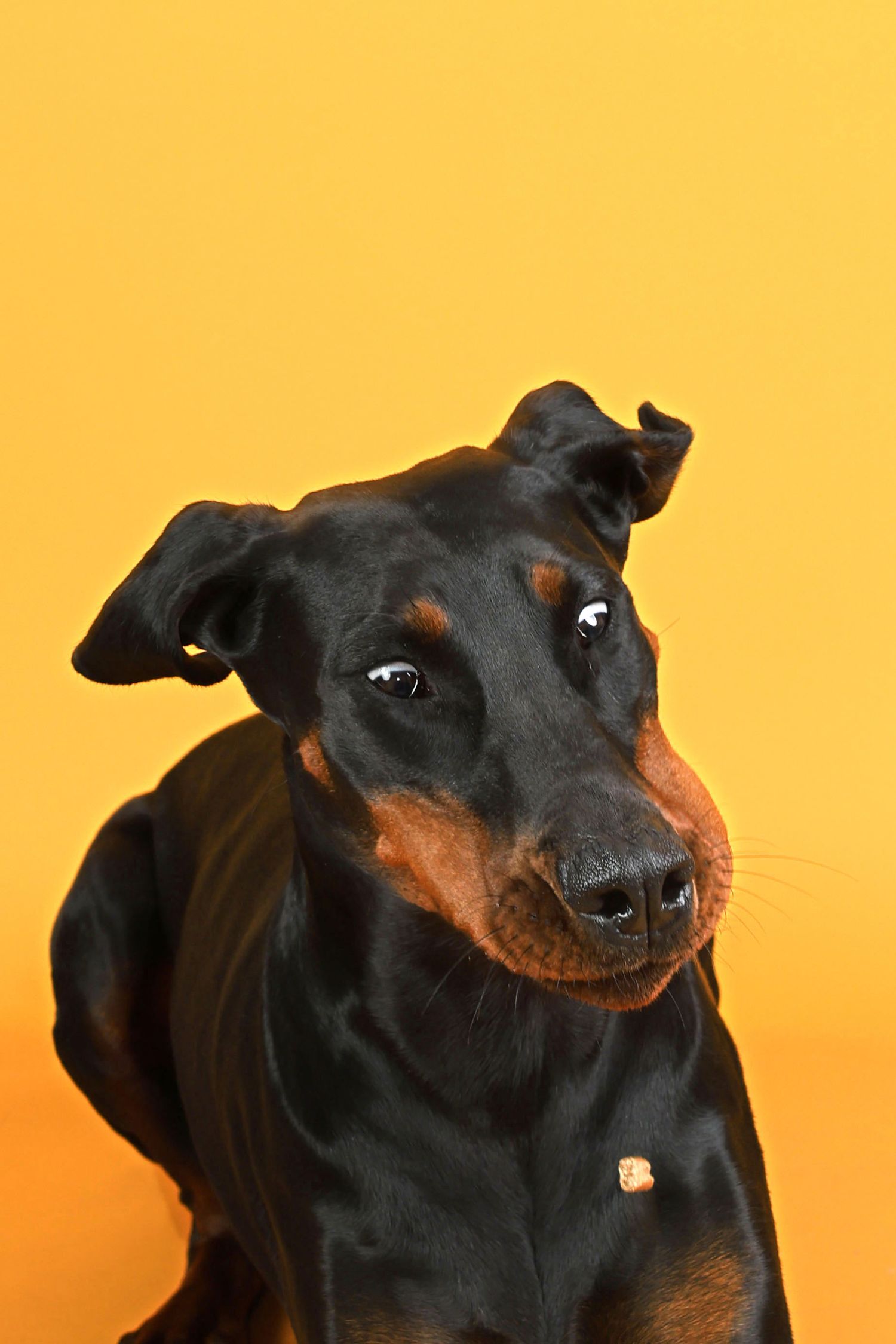 A black and tan Doberman Pinscher dog posing against a bright yellow background, looking curiously at the camera.