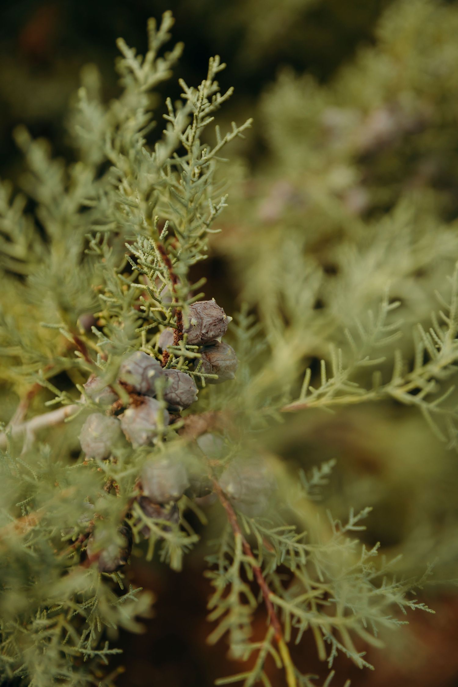 Close-up of green cypress tree branches with small round cones in soft natural light.