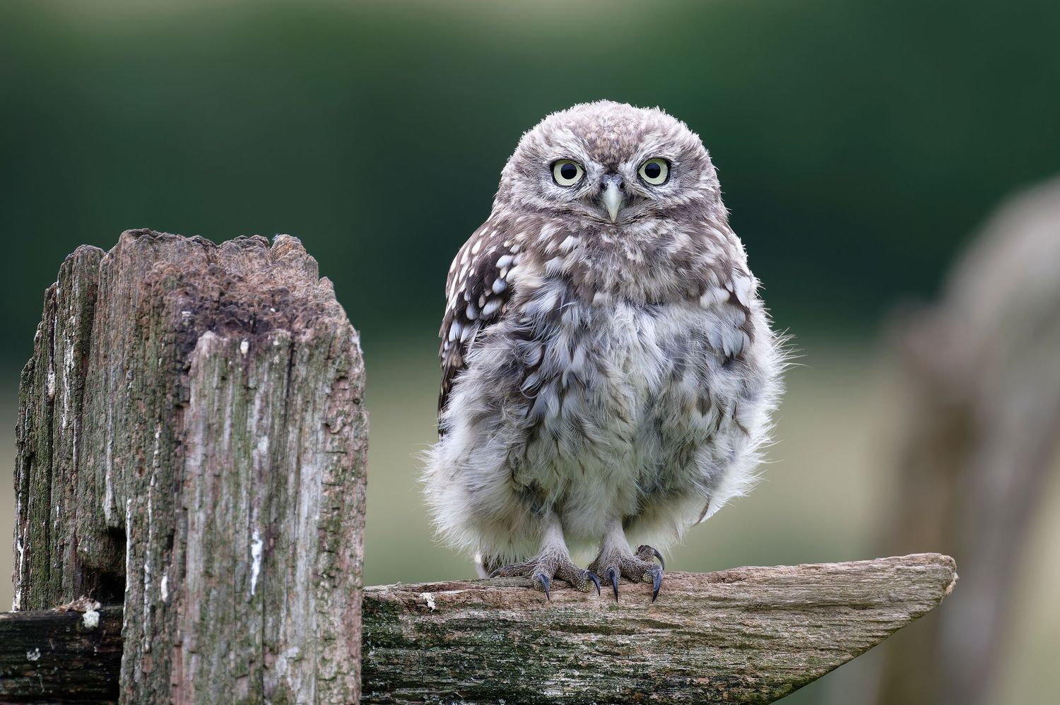 Little Owl, Worcestershire UK