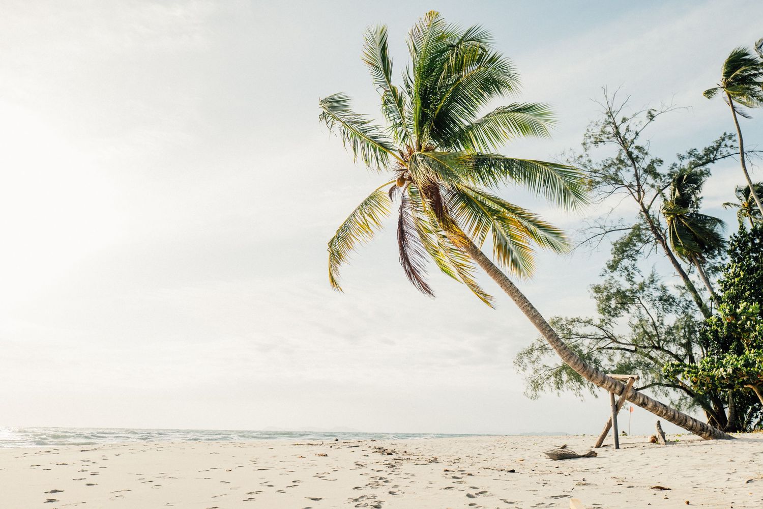 A leaning palm tree on a pristine white sandy tropical beach with calm ocean waves and soft sunlight.