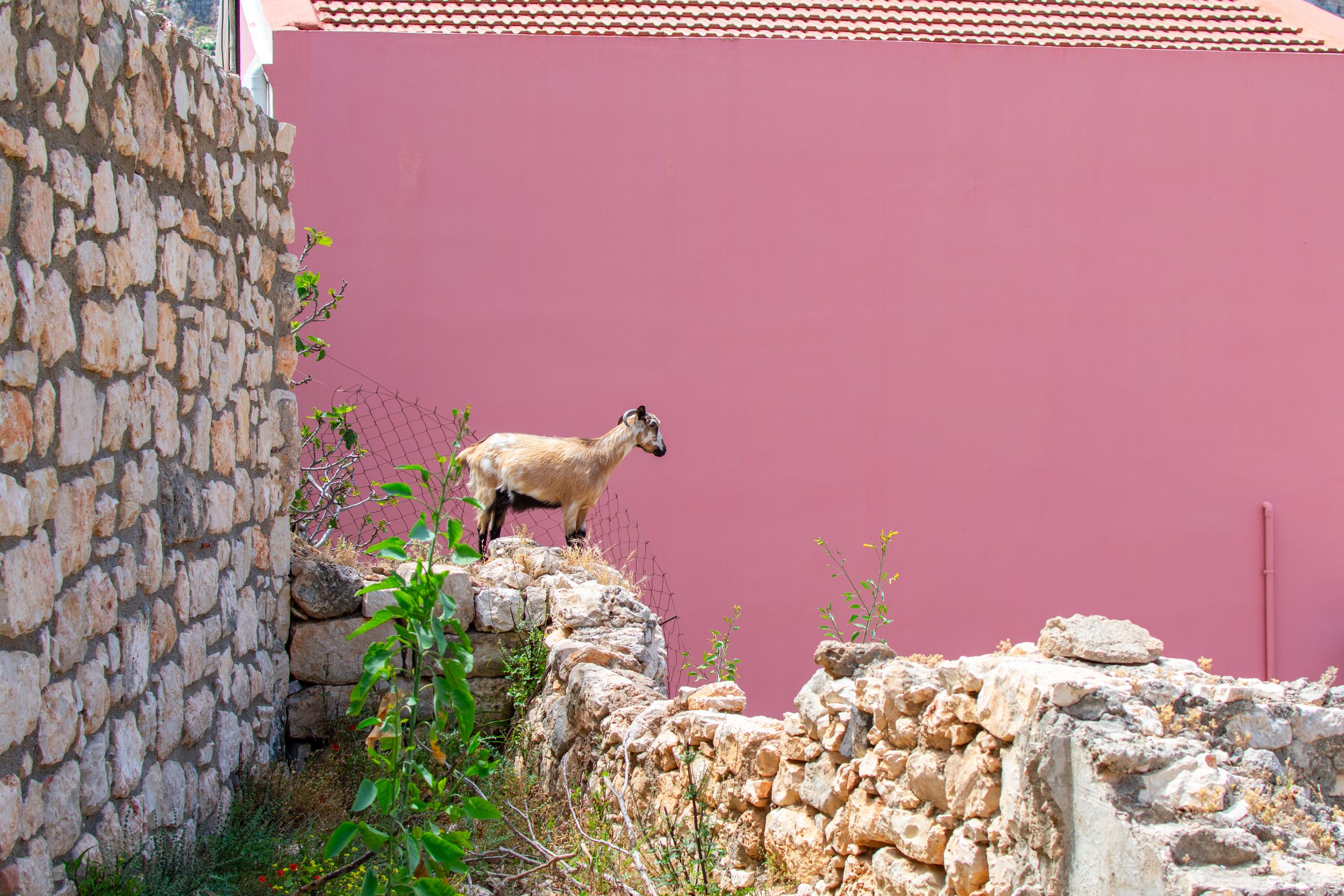 A goat standing on ancient stone ruins beside a pink building wall in a Mediterranean village setting.