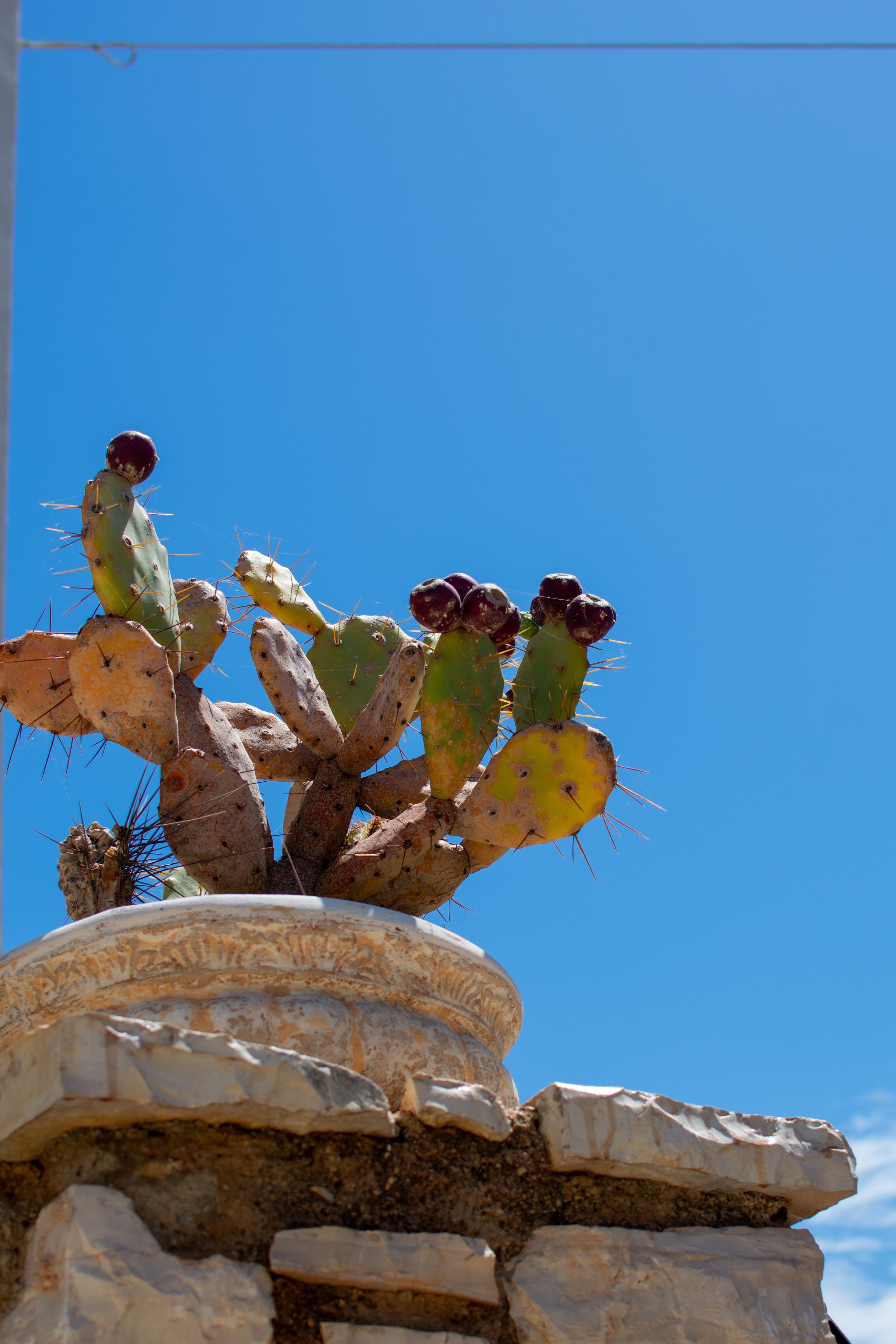 Prickly pear cactus with red fruits in a stone pot against a clear blue sky.