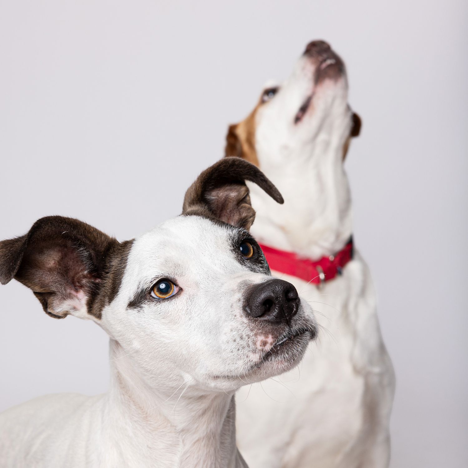 Two white and brown mixed breed dogs posing together against a gray background, one wearing a red collar.