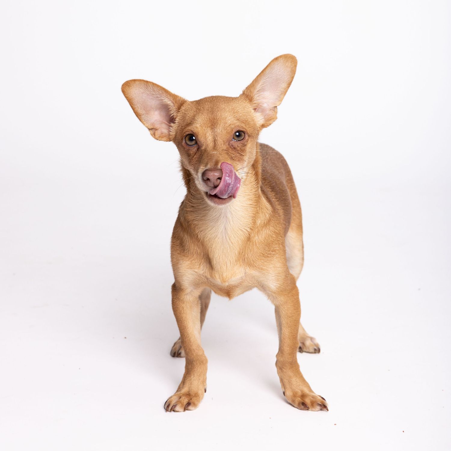 A small tan dog licking its nose while standing against a white background, photographed at Texas Humane Heroes by Fetching Fido Fotography.
