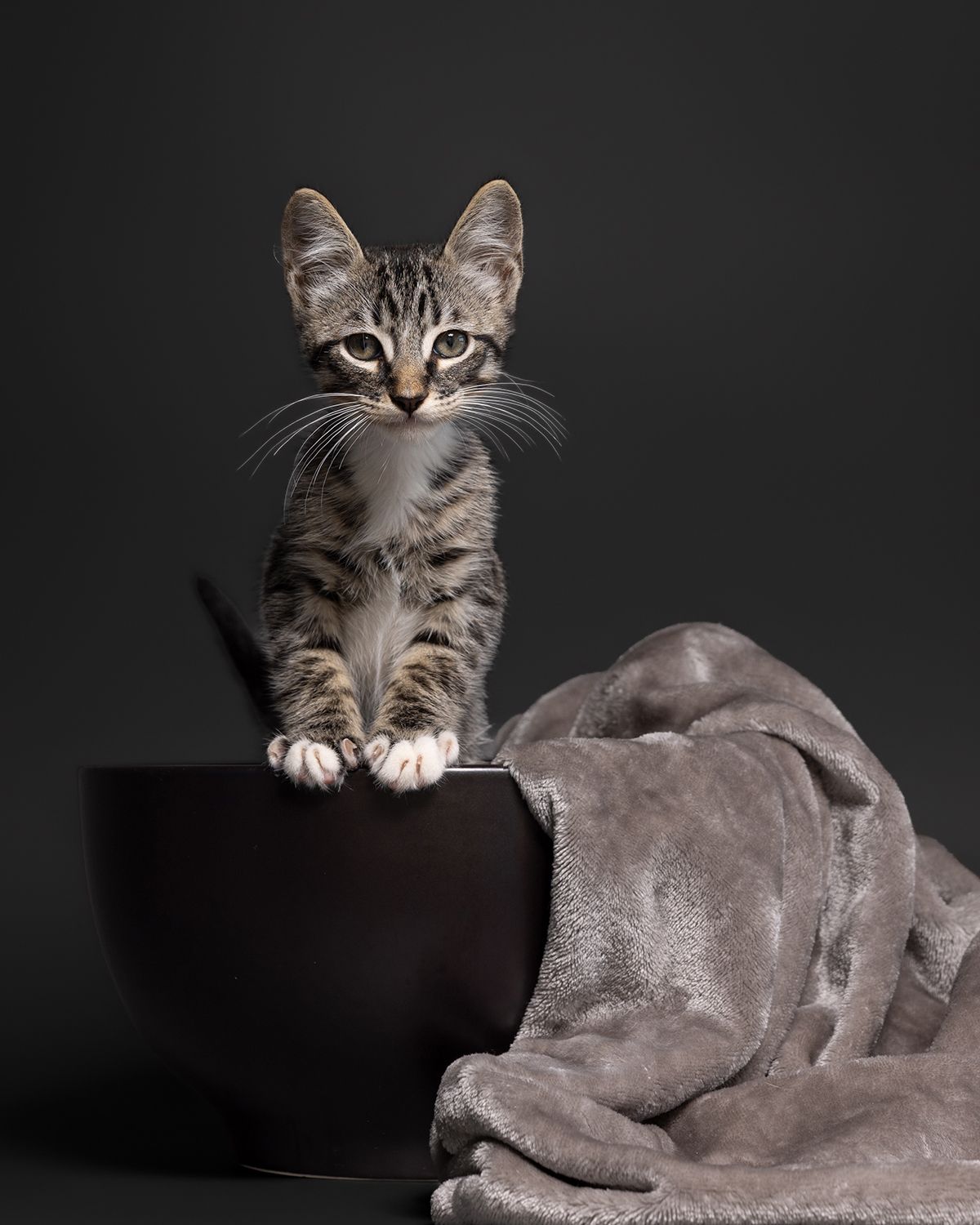 A kitten sits in a black bowl against a dark background photographed at Texas Humane Heroes by Fetching Fido Fotography.
