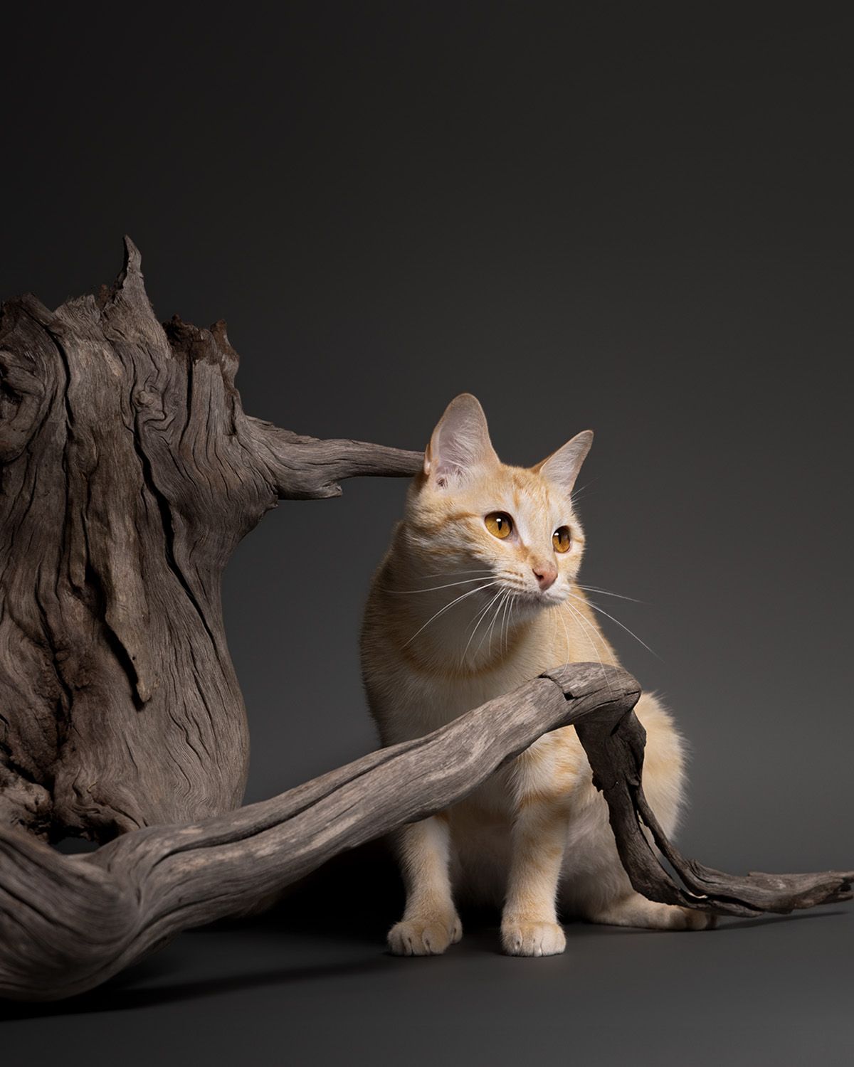A cream tabby cat sits gracefully among twisted driftwood against a dark gray studio background.