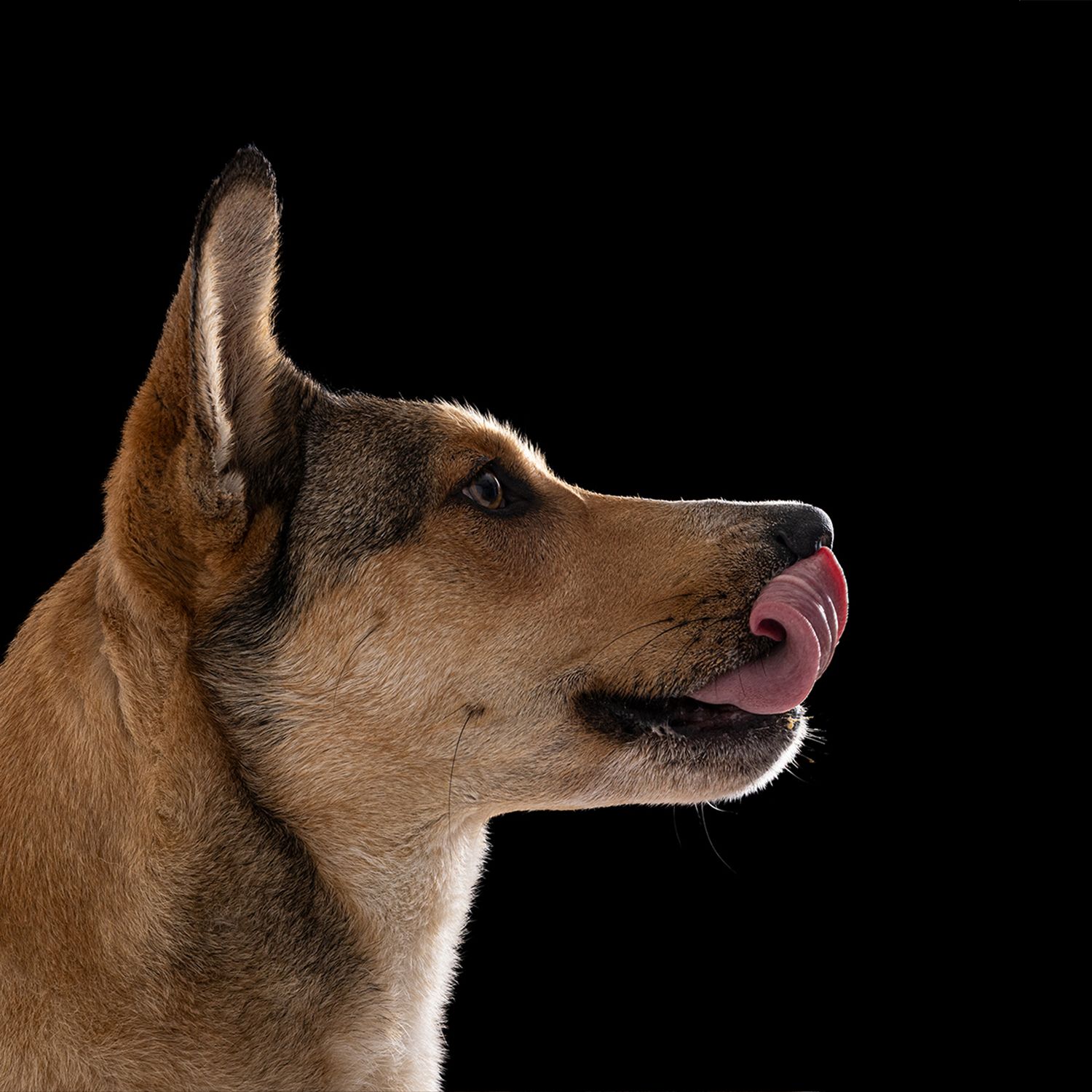 A golden German Shepherd dog in profile licking its nose against a black background.