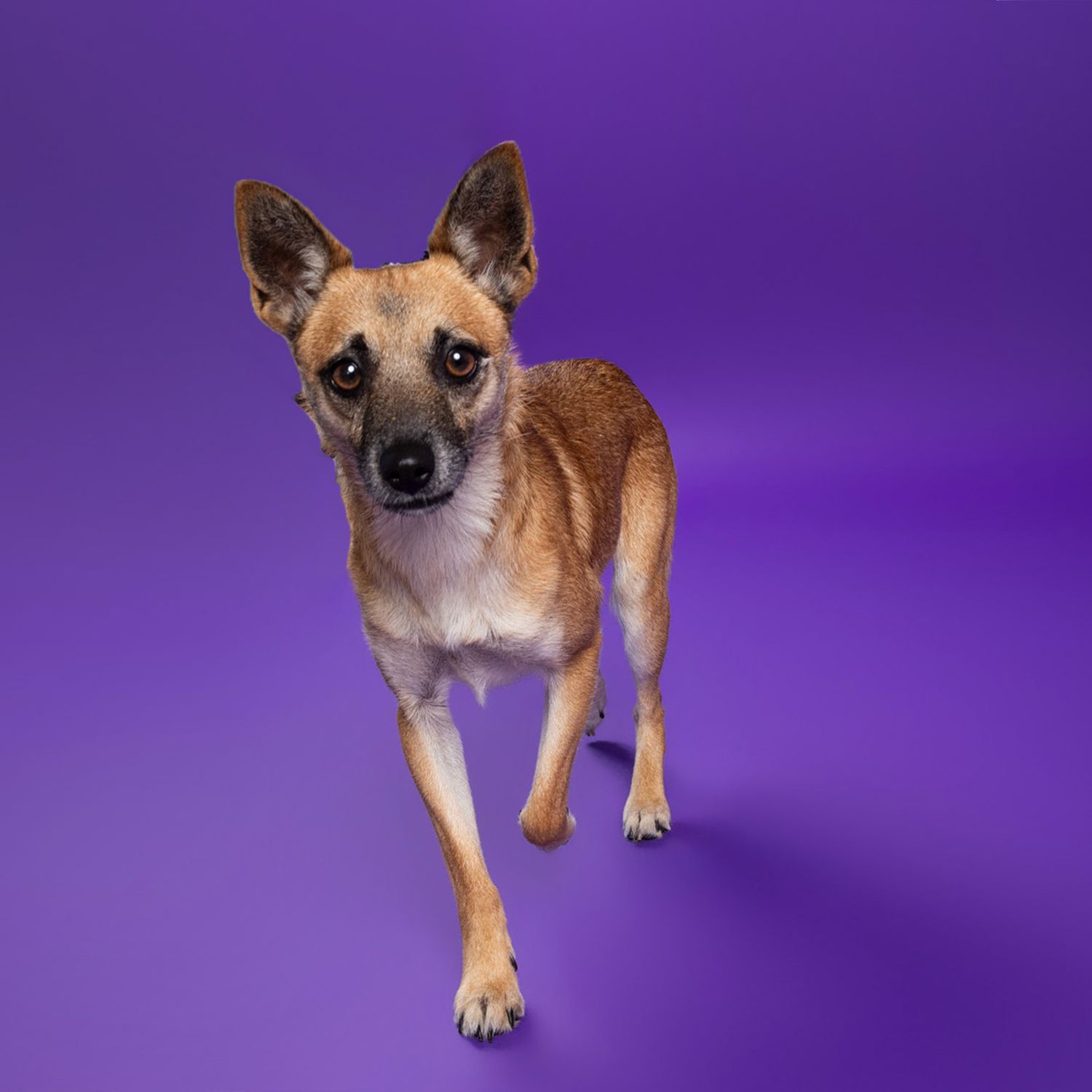 A small tan and brown dog with large ears stands on a purple background, looking directly at the camera.