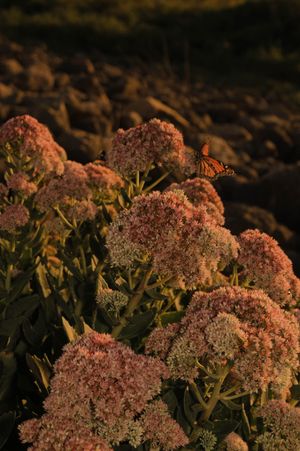 Monarch butterfly resting on pink sedum flowers bathed in warm golden sunset light with rocks in background.