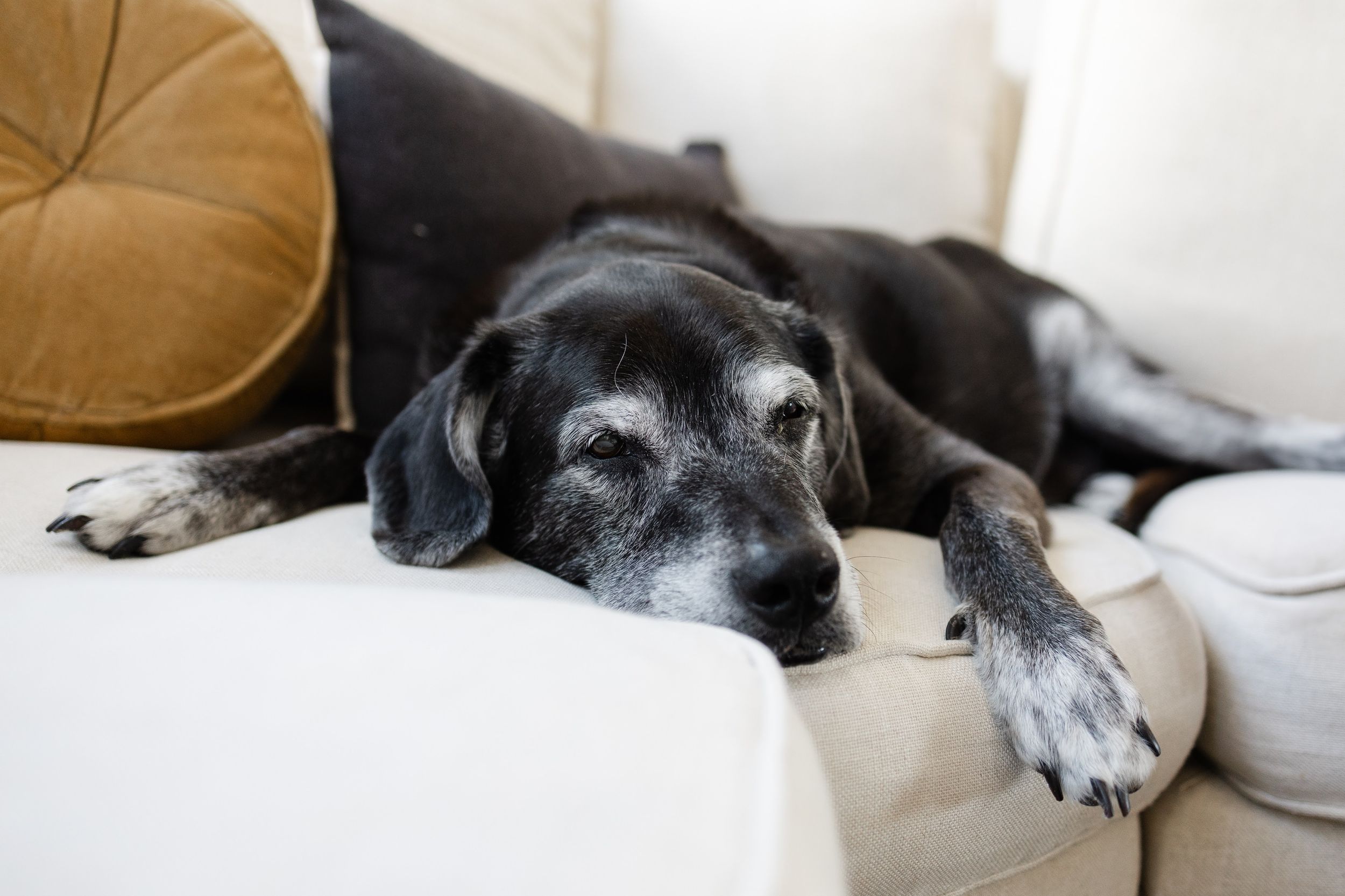 Senior black Labrador dog resting peacefully on a beige sofa with a golden pillow nearby.