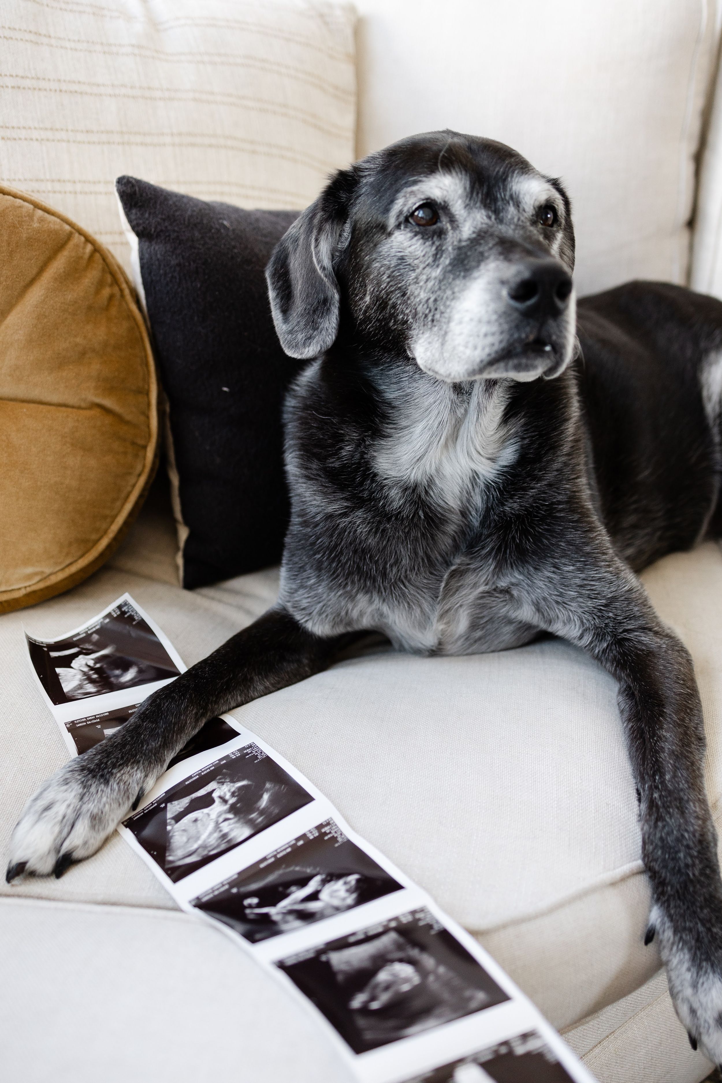 Senior dog resting on cream sofa with ultrasound sonogram photos, announcing a new baby arrival.
