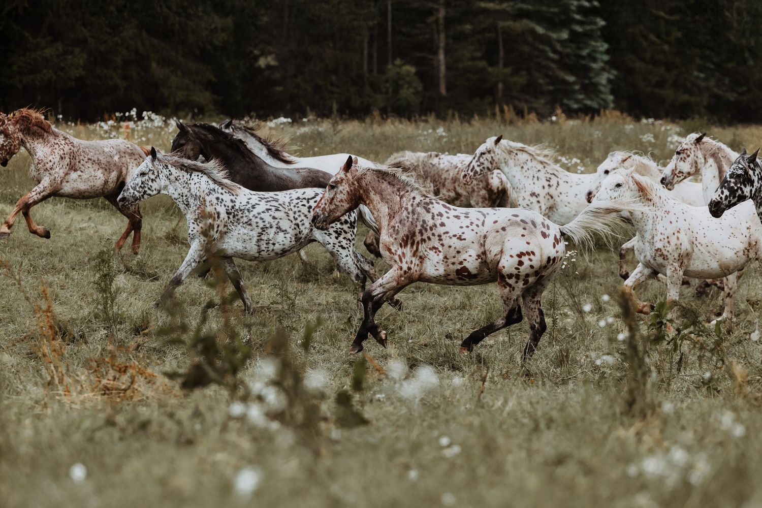 A herd of Knabstrupper horses galloping through a grassy field with dark evergreen trees in the background.
