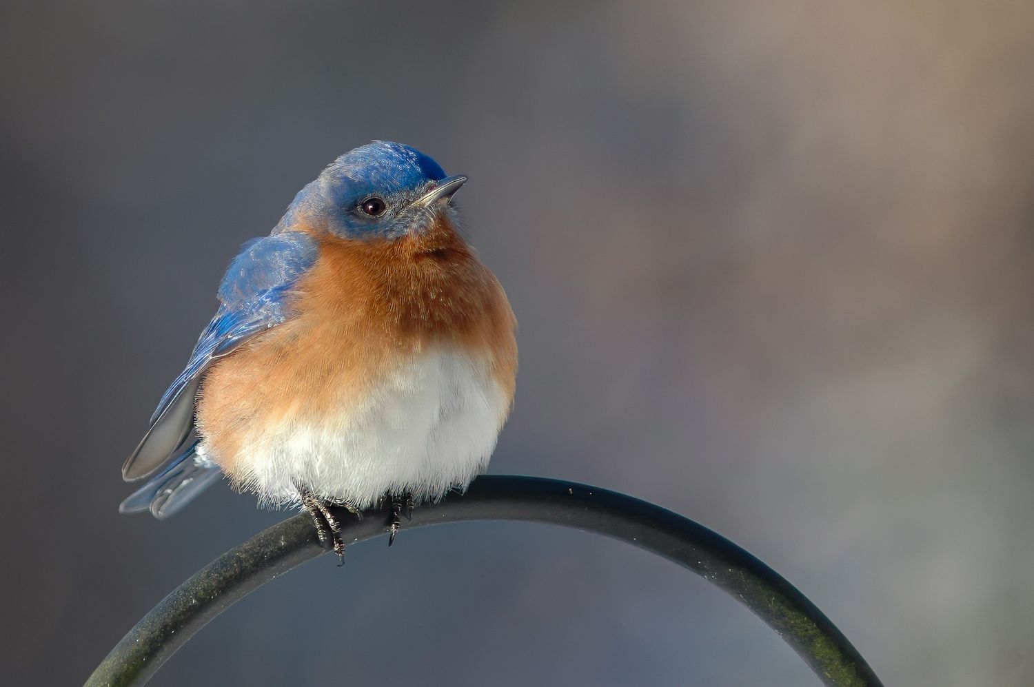 The soft winter shades of this Eastern Bluebird  Sialia sialis against is what makes this photo by Paul Block of No Planet B Photography