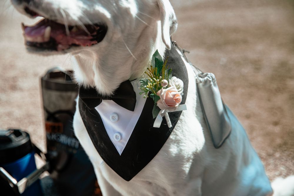 White dog dressed in a tuxedo with pink rose boutonniere for a wedding ceremony.