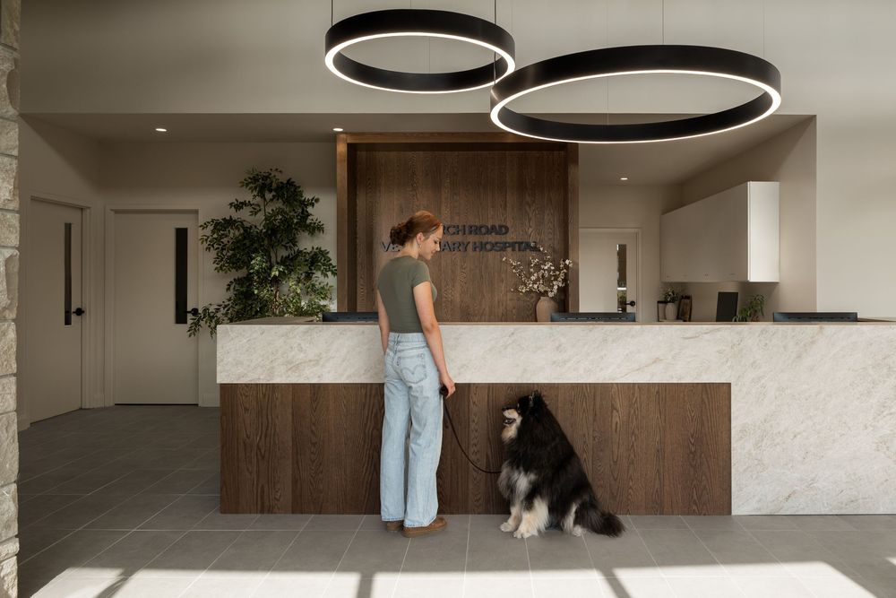 Woman with large dog at modern veterinary clinic reception desk with circular pendant lights and marble counter.