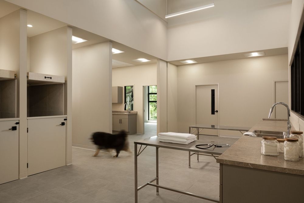 Modern veterinary exam room with stainless steel tables, built-in kennels, and a dog walking through the bright space.