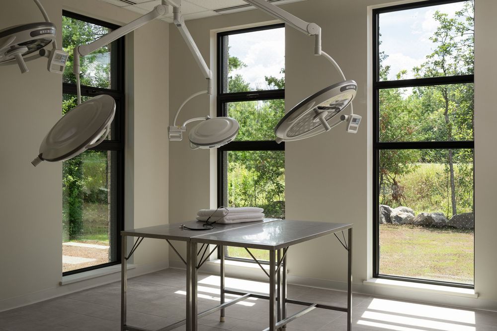 Modern veterinary surgery room with stainless steel table, dual surgical lights, and large windows overlooking green trees.