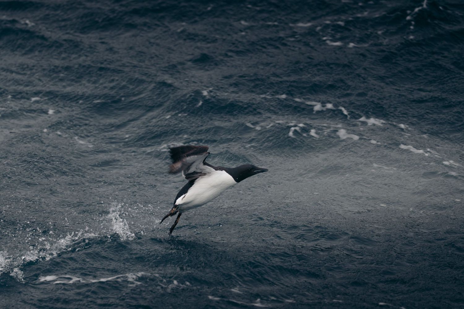 Guillemot de Brünnich courant à la surface de l'eau pour décoller, sillage d'écume