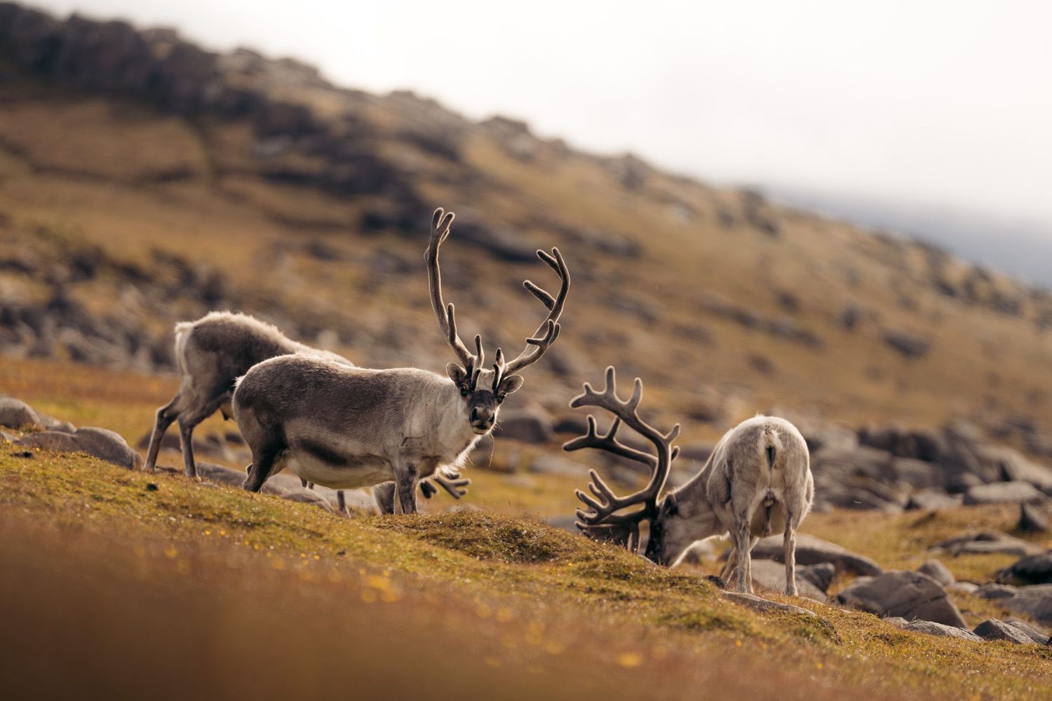 Trois rennes du Svalbard broutant à flanc de colline à Sundneset, mâle aux grands bois