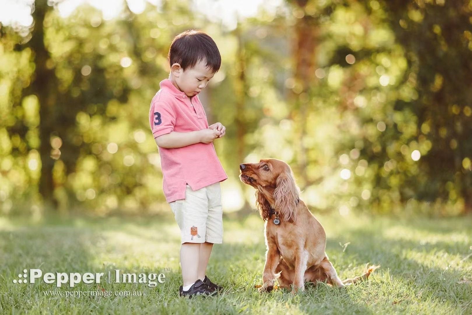 A young boy in a pink shirt interacts with a golden Cocker Spaniel on green grass in a sunny park.