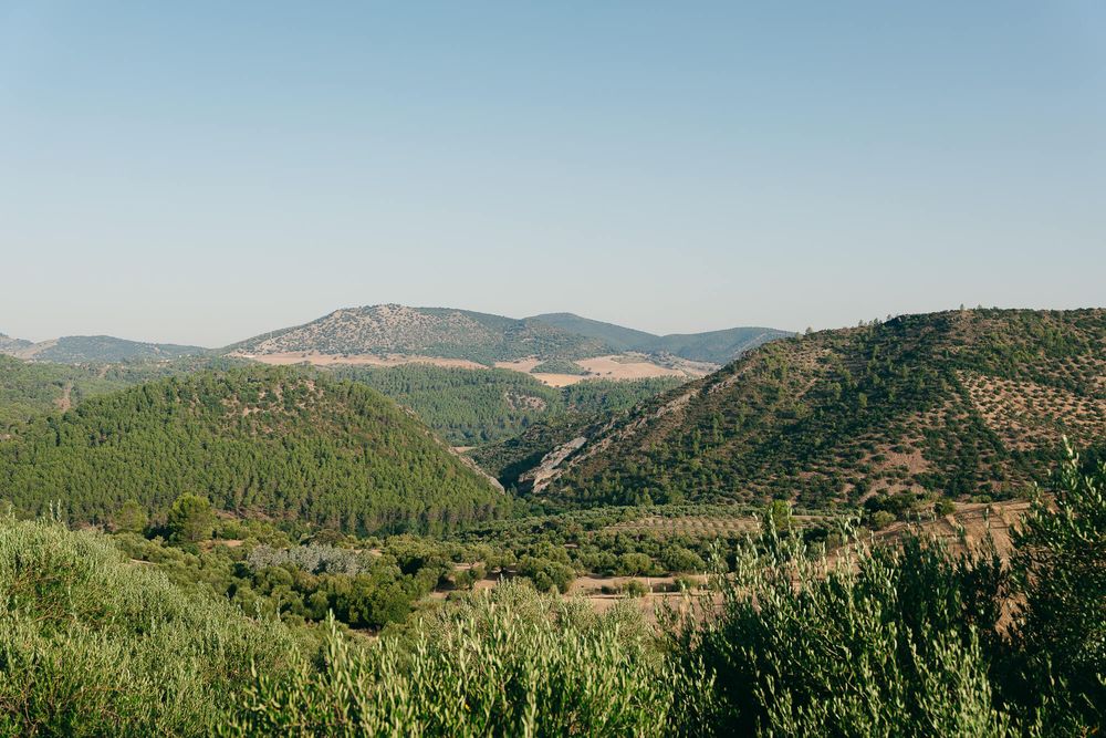 Lush green hills and valleys with dense forest trees under a clear blue sky in a scenic Mediterranean landscape.