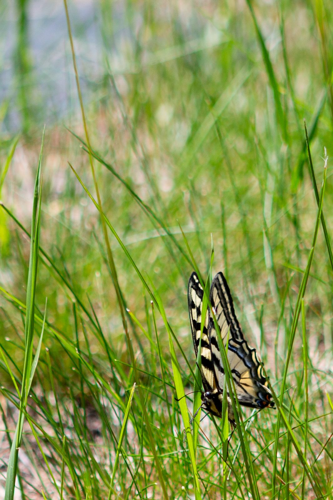 A yellow and black swallowtail butterfly resting among tall green grass blades in a natural outdoor setting.