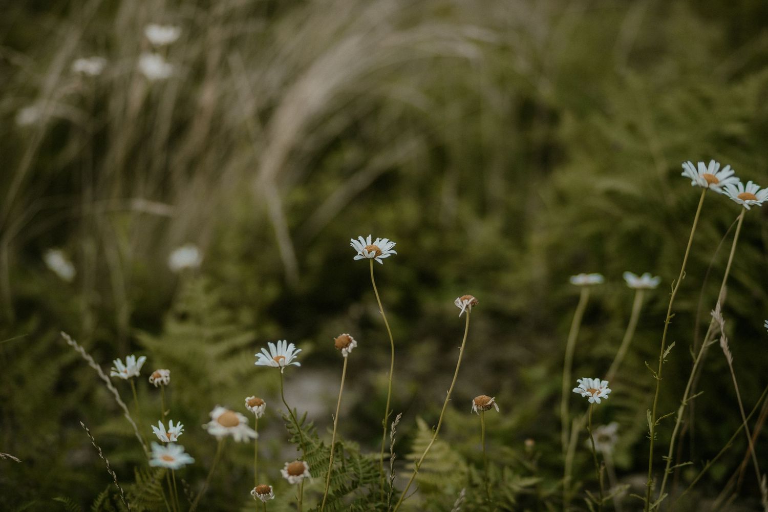 White daisies blooming among green ferns and wild grass in a natural meadow setting.