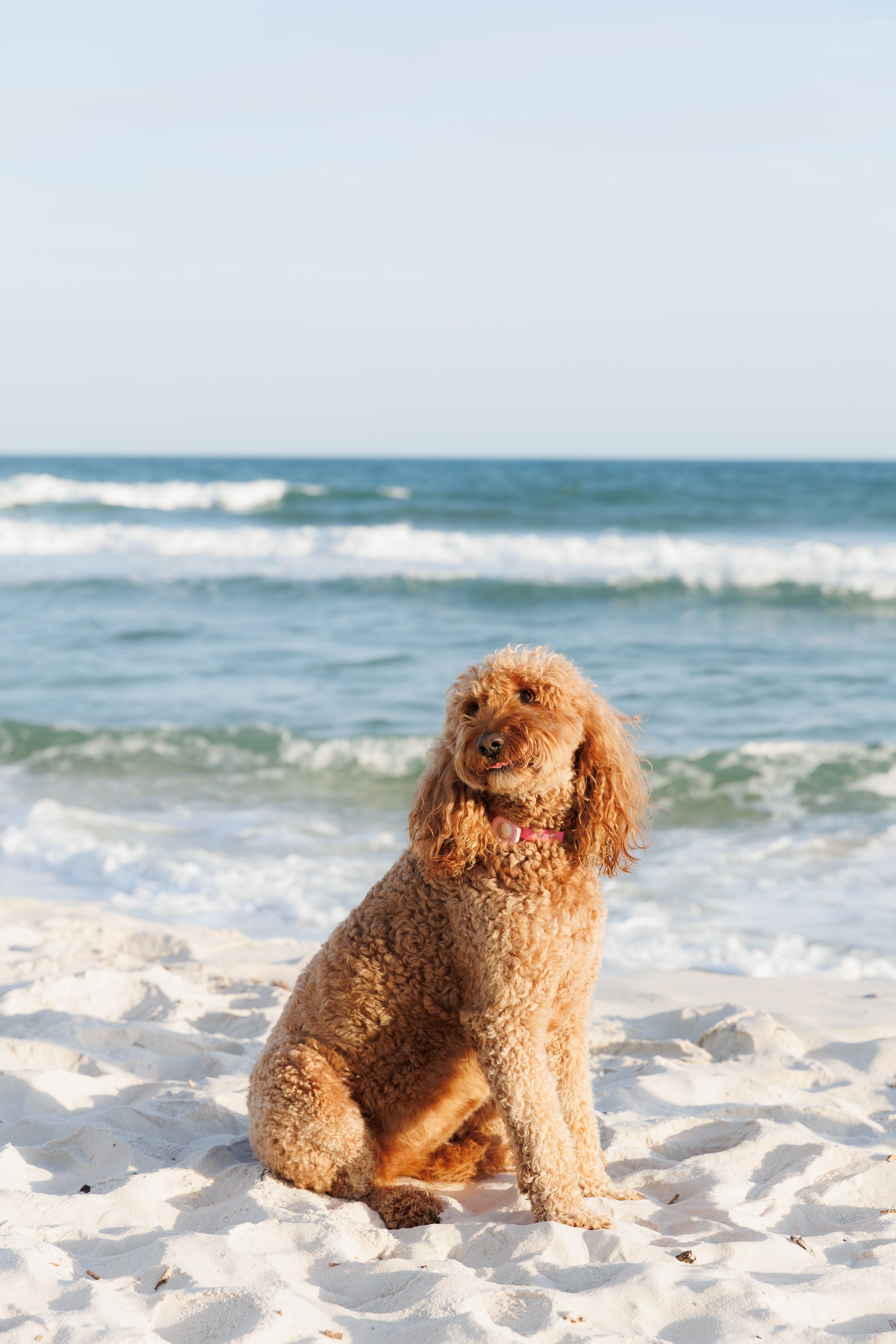 A fluffy golden poodle sits on white sandy beach with ocean waves in the background on a sunny day.