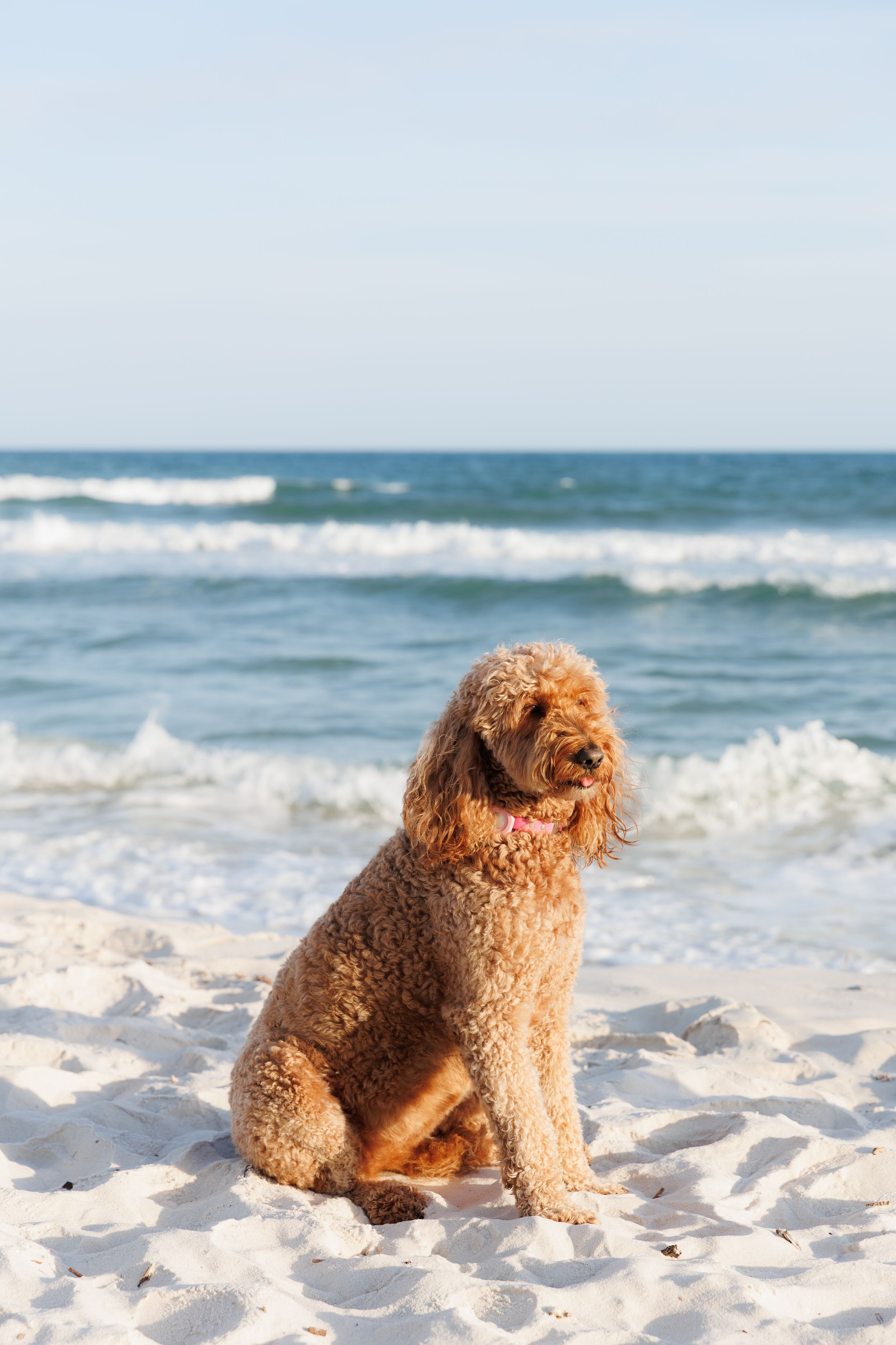 A fluffy golden Labradoodle sits on white sandy beach with ocean waves in the background on a sunny day.