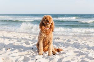 A fluffy golden Goldendoodle dog sits on white sand beach with ocean waves in the background on a sunny day.
