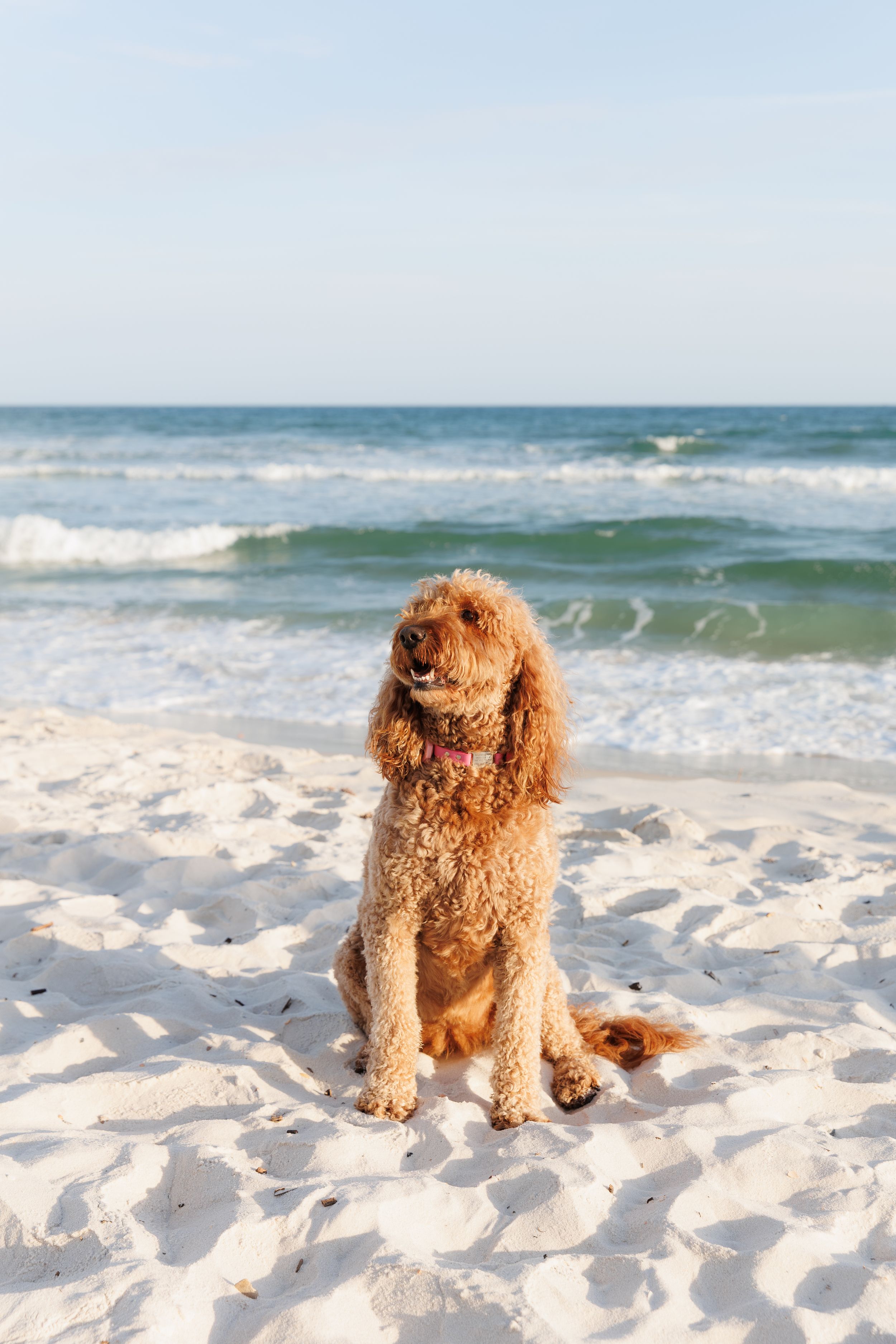 A fluffy golden Goldendoodle dog sits on white sandy beach with turquoise ocean waves in the background.