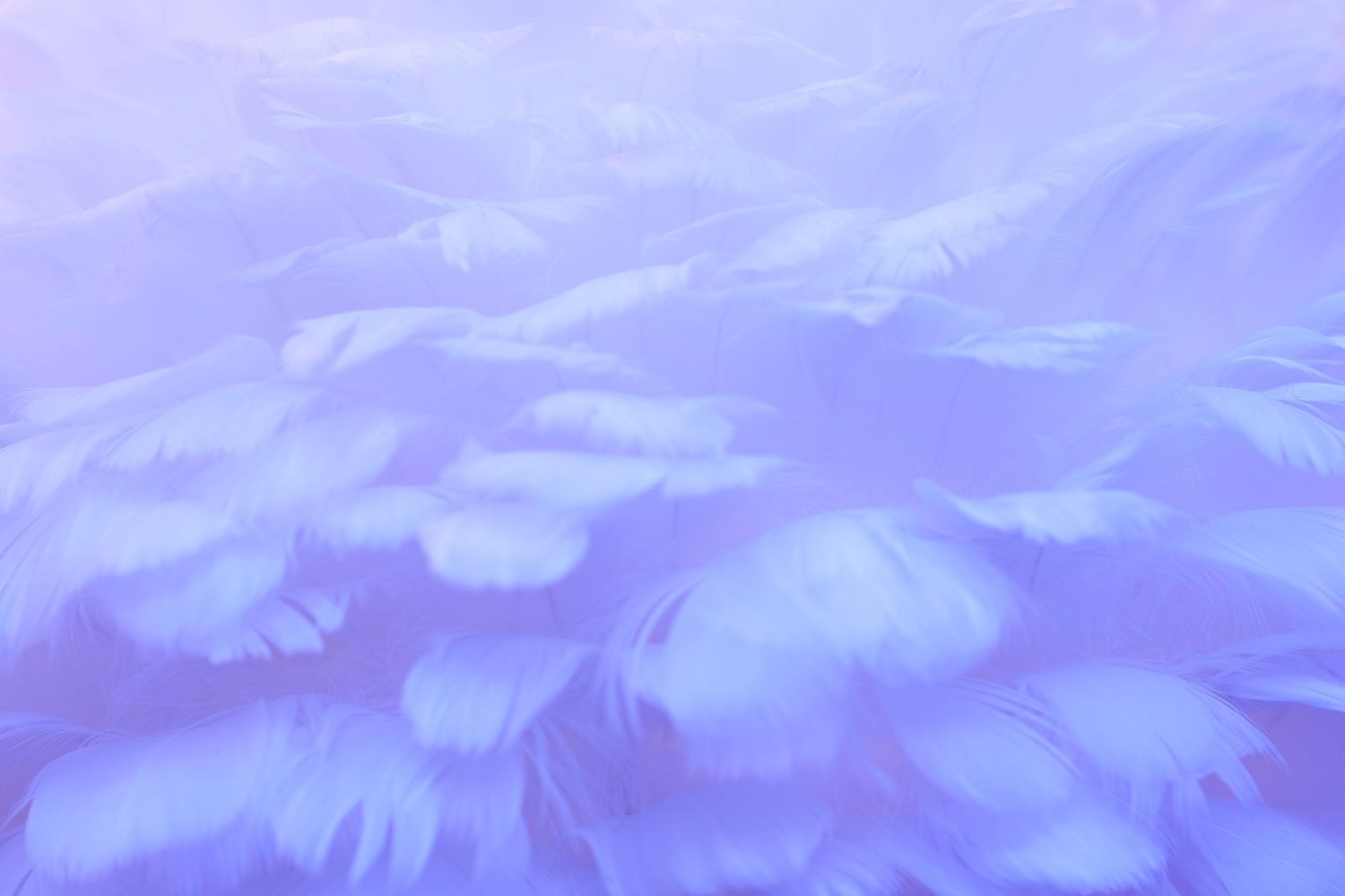 Feathers in blue, blurry, abstract photography, Nadine Ginzel - Berlin-based photographer and artist