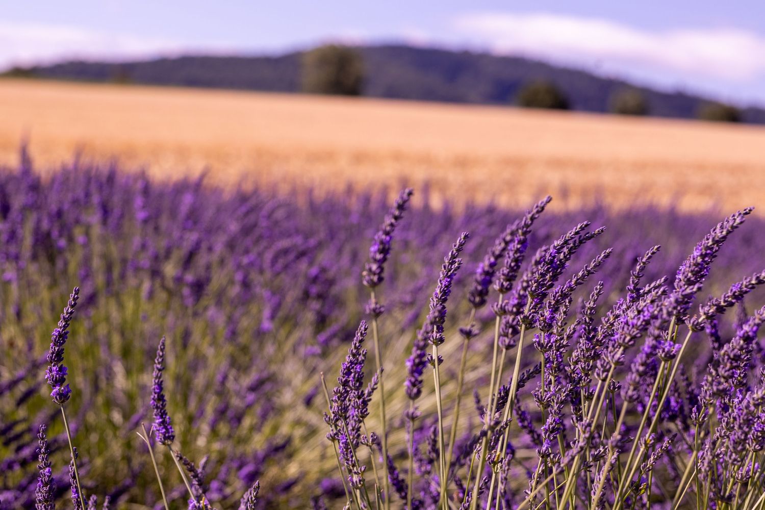 Vibrant purple lavender field in full bloom with golden wheat fields and rolling hills in the background.