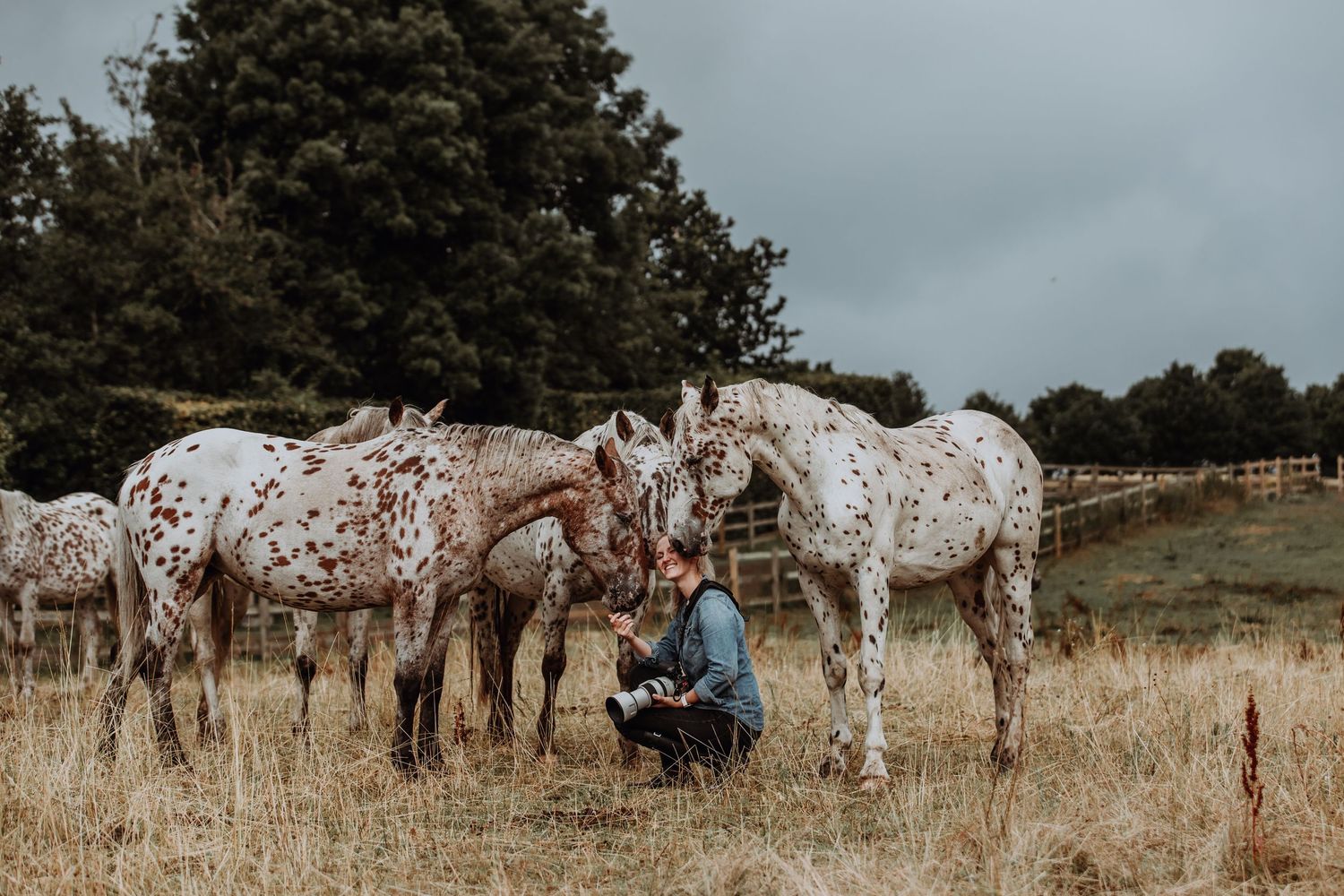 Person crouching among Appaloosa horses in a grassy field with trees and overcast sky.