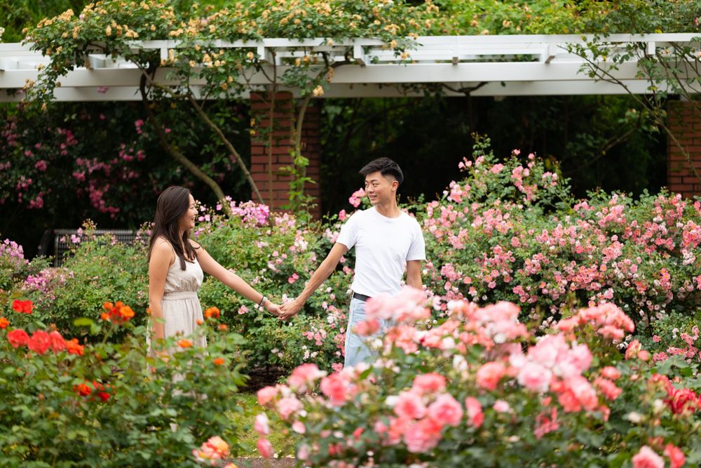 Couple holding hands and walking through a blooming pink rose garden beneath a white pergola on a sunny day.