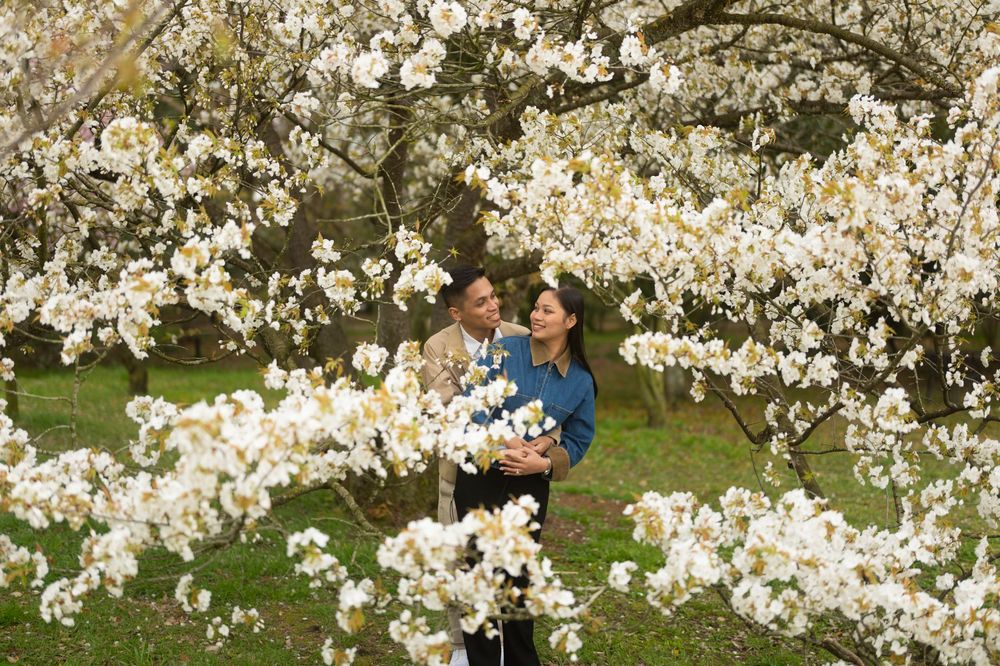 Romantic couple embracing among white blossoming trees in a lush spring orchard, ideal for engagement or wedding photography.