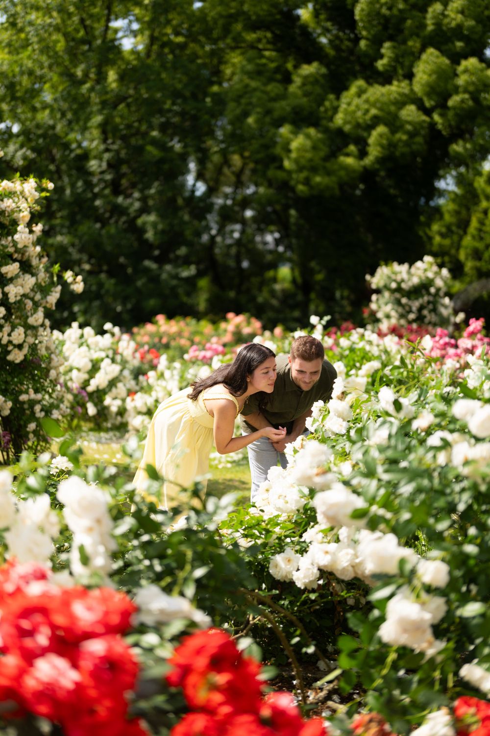 Two people lean in to smell white and red roses blooming in a sunlit garden, surrounded by lush green trees.