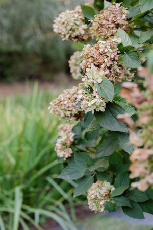 Dried brown hydrangea blooms with green leaves on branch in autumn garden setting.