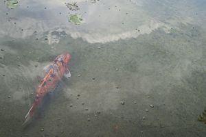 Large orange koi fish swimming gracefully in a shallow garden pond.