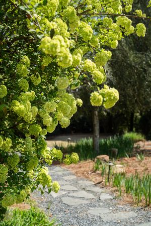 Lush green hydrangea blooms arch over a stone garden path surrounded by mulch and ornamental grasses.